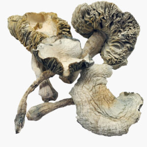 Albino Avery Magic Mushrooms