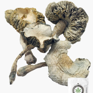 Albino Avery Magic Mushrooms 5g Grab Bag