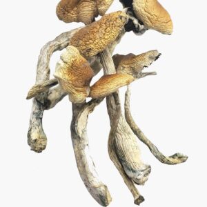 Brazilian Magic Mushrooms