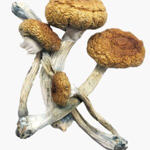 Costa Rican Magic Mushrooms