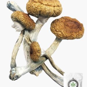 Costa Rican Magic Mushrooms 5g Grab Bag