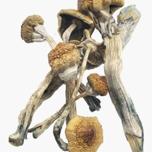 Huautla Magic Mushrooms