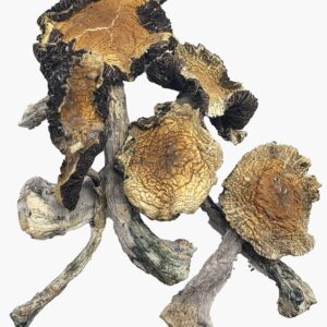 Amazonian Magic Mushrooms (1g)