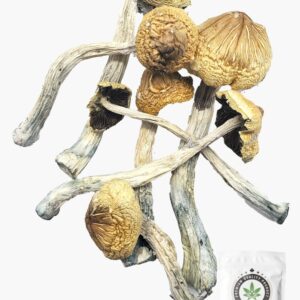 South American Magic Mushrooms 5g Grab Bag